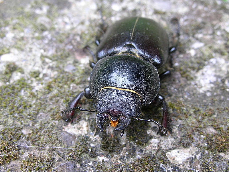 Femmina di Lucanus cervus